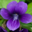 id:sumire7912