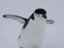 superflyingpenguin