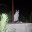 id:sutekinamori