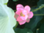 id:suzune333