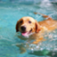 id:swimming_dog