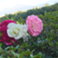 id:syufunobibouroku