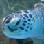 id:syufushi-ma