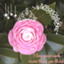 id:t-maiko0110