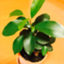 id:takakana19900909