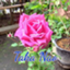 id:takanao_rose