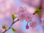 id:takekousudaka