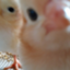 id:tamabukurotan
