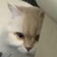 id:tamano03