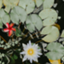id:tamayurano