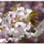 id:tanakamomo