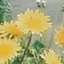 id:tanpopo_haru