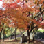 id:tasogarejiisan