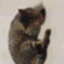 りんご