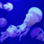 id:tetrapod000