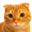 id:the-baskerville-cat