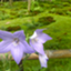id:thistle-chan