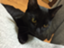id:tokyo_aruki