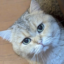 id:tomototomo34