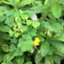 id:topako
