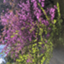 id:toritempura