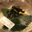 id:toroncho