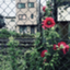 id:toru030512