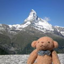 id:travelling_bear