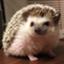 id:tsukului