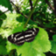id:tukimi_ponpoko