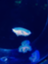 id:u-may
