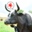 ugandacowcowdiary