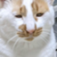 id:umeboshi675