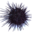 id:unifrombalticsea