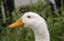 id:uroot