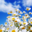 id:usa-tabi
