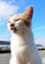id:usacats