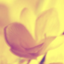id:utsurogi
