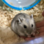 id:w-nonregular