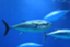 id:w726306