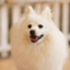 id:wan_one_dog