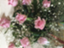 id:waraie-happy
