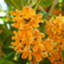 id:watasinosusume