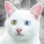 id:wayaneko