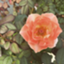id:weekly-salariedman-rose