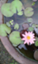 id:whitemagnolian