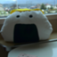 id:worldwide712penguin