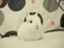 id:xchang