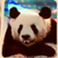 id:xiongmaoxiong