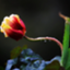 id:xukaiai